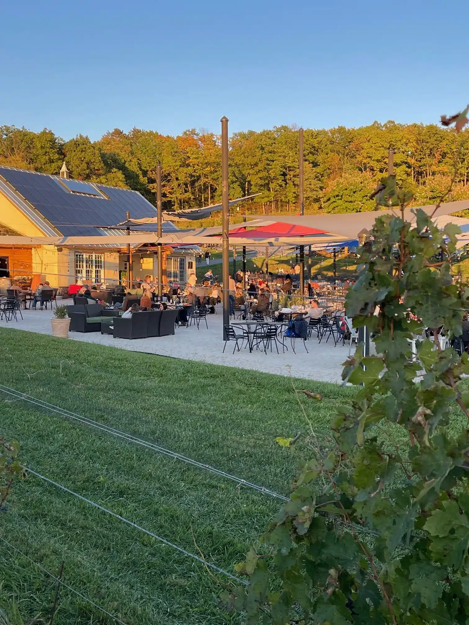 Outdoor Restaurant Patio in Bend Oregon with People Dining at Tables Under Large Umbrellas Surrounded by Green Grass and Leafy Vines Solar Panels Top the Building and Sunlit Trees Rise Against a Clear Blue Sky