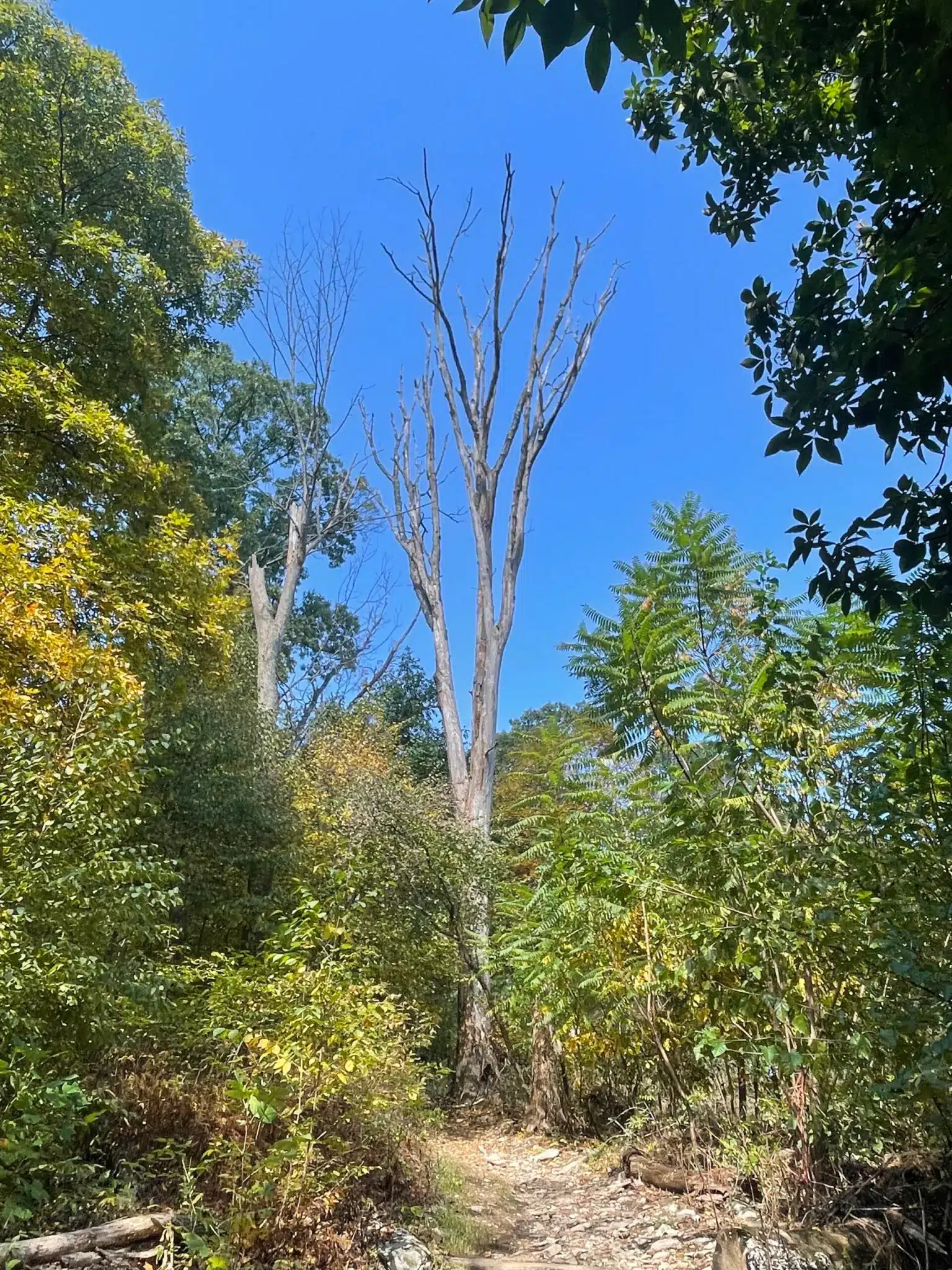 Chimney rock trail tree scaled