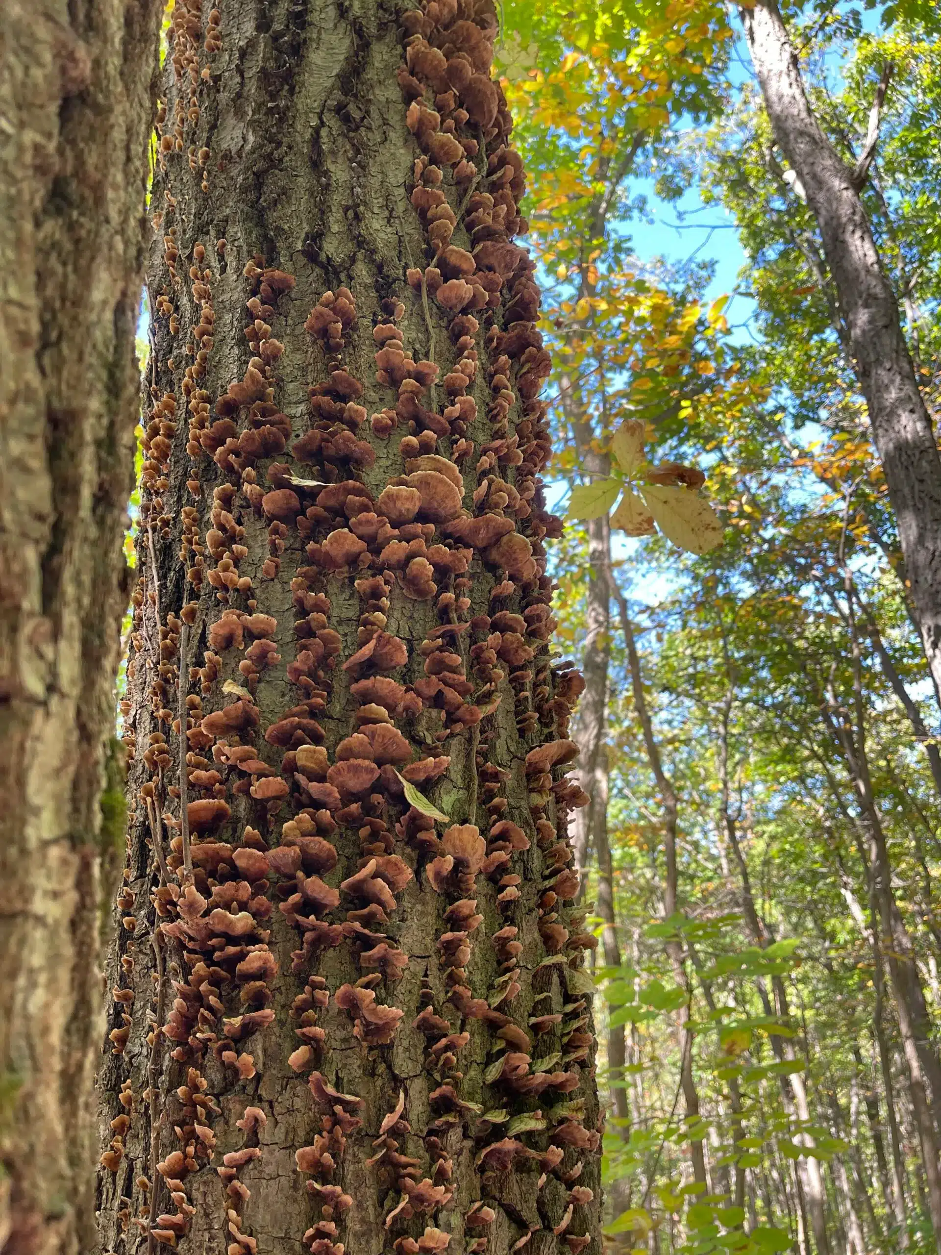 Chimney rock hike tree moss scaled