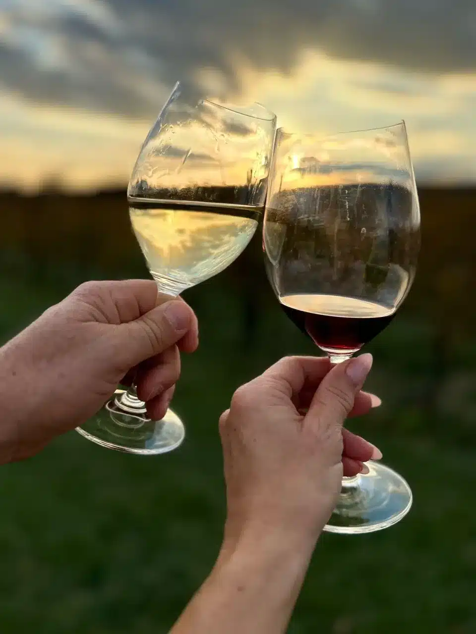 Two hands clink glasses of red and white wine outdoors at sunset, the warm light reflecting off their drinks. Blurred green grass and vineyard rows hint at the serene charm of Frederick MD Wineries in the background.