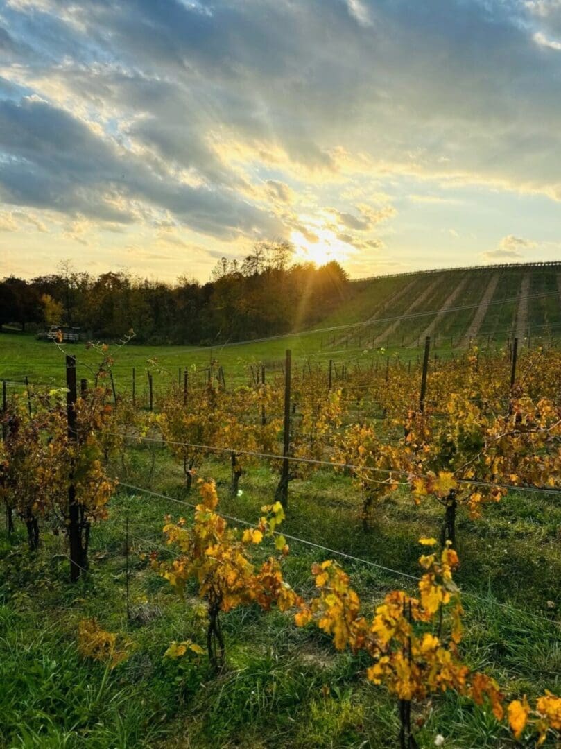 Black Ankle Vineyards