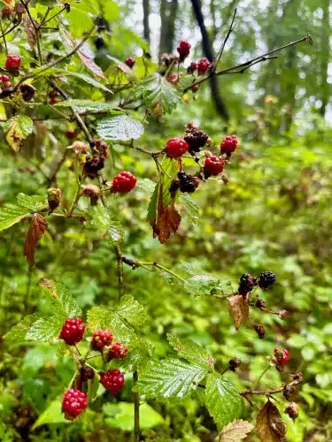 Old rag shenandoah blackberries