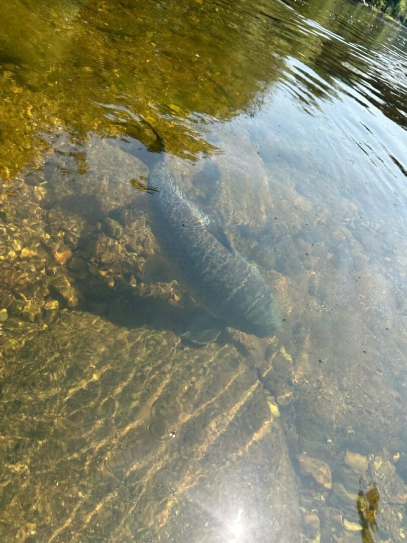 a Large Fish Swims Just Below the Surface of the Clear Shallow Monocacy River a Favorite Spot for Kayak Monocacy Adventures Rocky Sunlit Riverbed Lush Green Trees and Blue Sky Are Softly Reflected on the Rippling Waters