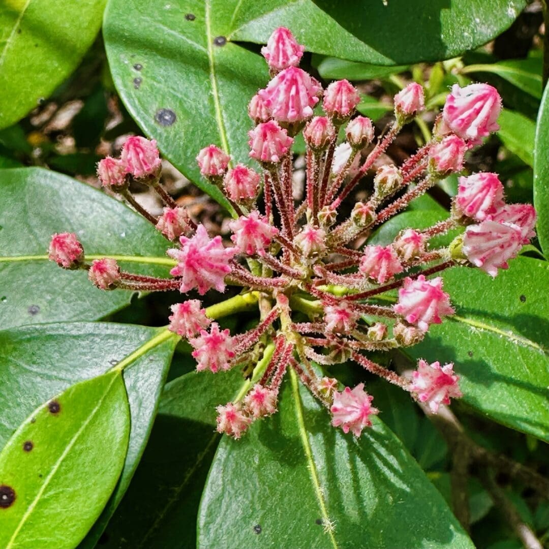 Close Up of a Cluster of Mountain Laurel Buds at Cunningham Falls State Park Pink with White Edges Atop Reddish Stems the Unopened Star Shaped Buds Are Surrounded by Glossy Green Leaves As Sunlight Highlights the Vibrant Colors and Textures