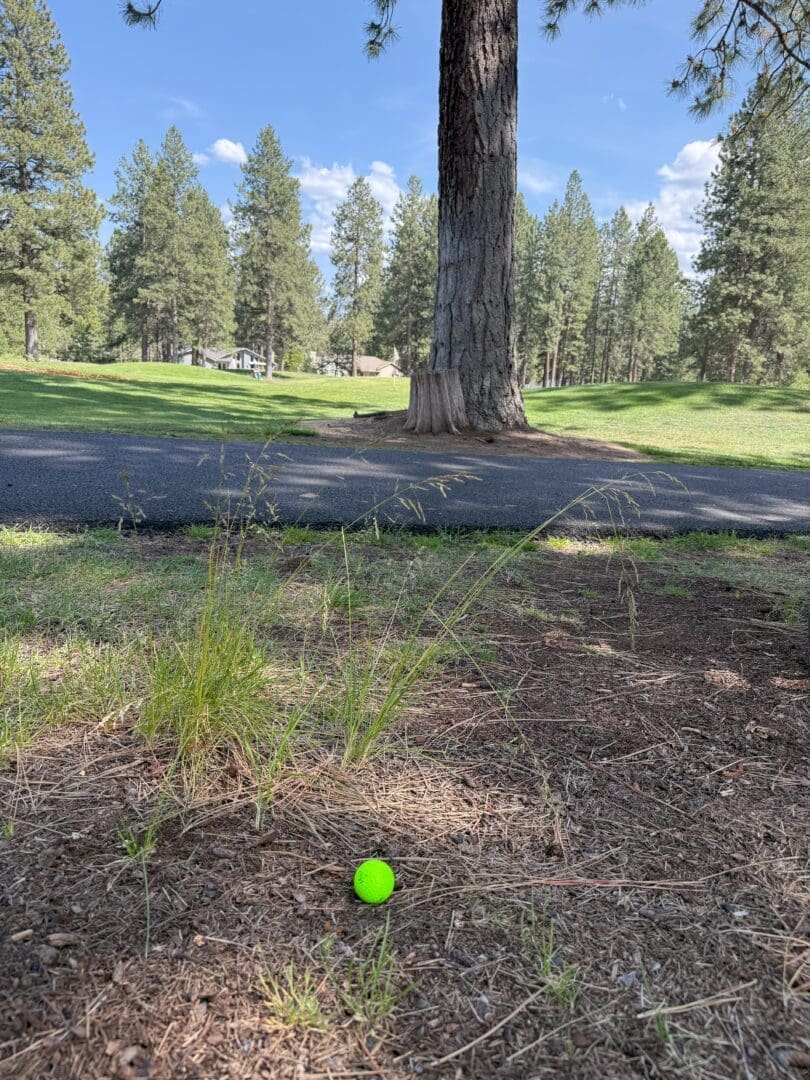 a Bright Green Golf Ball Lies on Bare Soil and Sparse Grass Near Tall Blades with a Large Tree and Shadowed Trunk Nearby in the Background Theres a Paved Path Lush Green Grass and Tall Pine Trees Under a Partly Cloudy Blue Sky