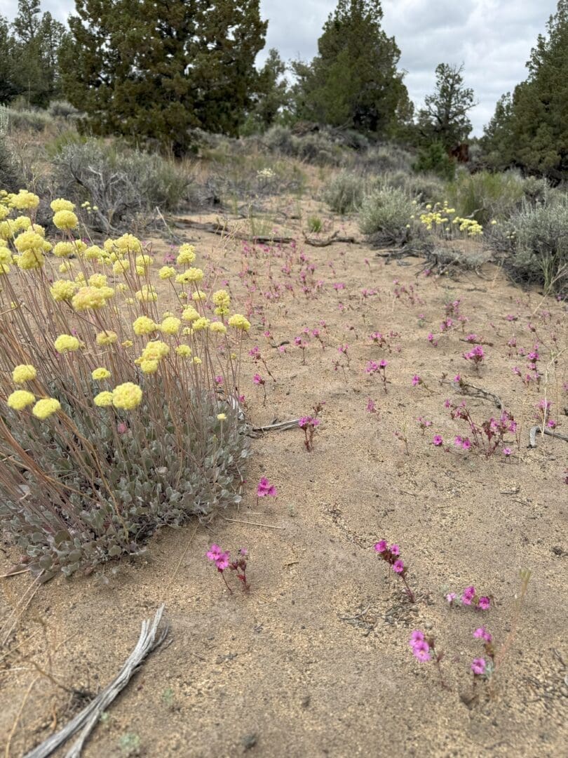 Yellow and Pink Wildflowers Grow Sparsely on Sandy Dry Ground Surrounded by Low Shrubs and Sagebrush Small Pine Trees Stand in the Background Under a Cloudy Gray Sky Creating a Natural High Desert Landscape