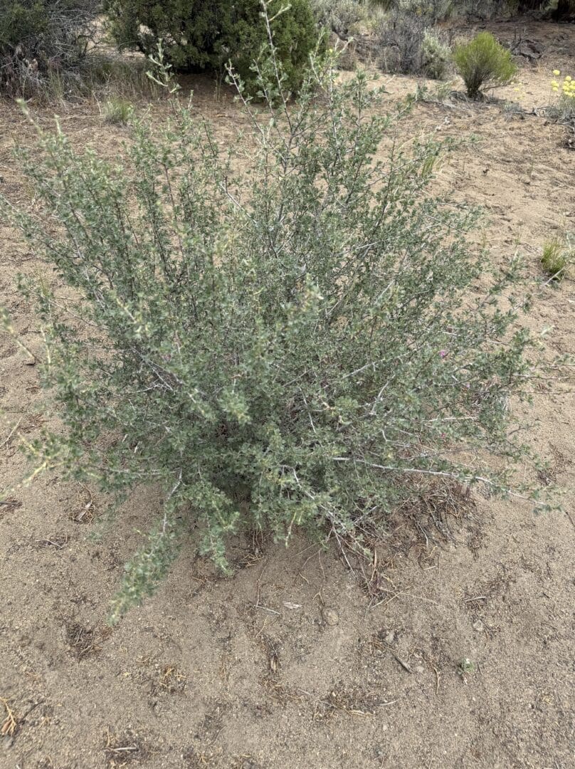a Bushy Green Shrub with Thin Spiky Branches and Small Leaves Grows out of Sandy Dry Soil in the Oregon Badlands Near the Flatiron Rock Loop Sparse Grasses and Ancient Juniper Dot the Arid Desert Landscape in the Background