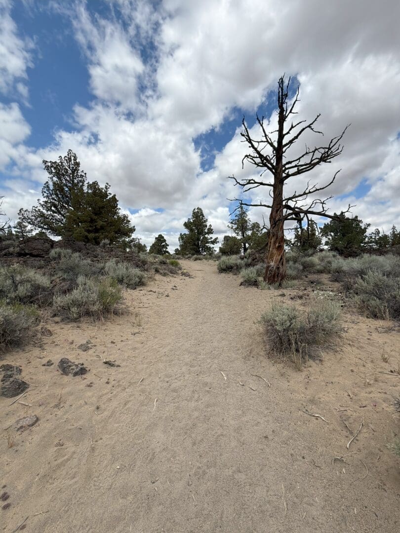 a Sandy Dry Trail Winds Through Sparse Sagebrush and Small Shrubs a Leafless Gnarled Tree Stands on the Right Surrounded by a Few Green Pine Trees the Sky is Mostly Cloudy with Patches of Blue Showing Through