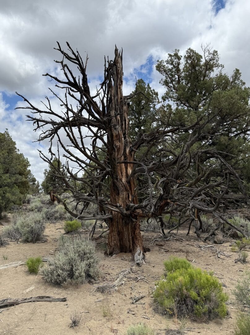 a Weathered Leafless Ancient Juniper with Twisted Dark Branches Stands on Sandy Ground Amid Green Shrubs Other Evergreen Trees Rise in the Oregon Badlands Under a Cloudy Sky Giving a Dry Rugged Landscape Appearance