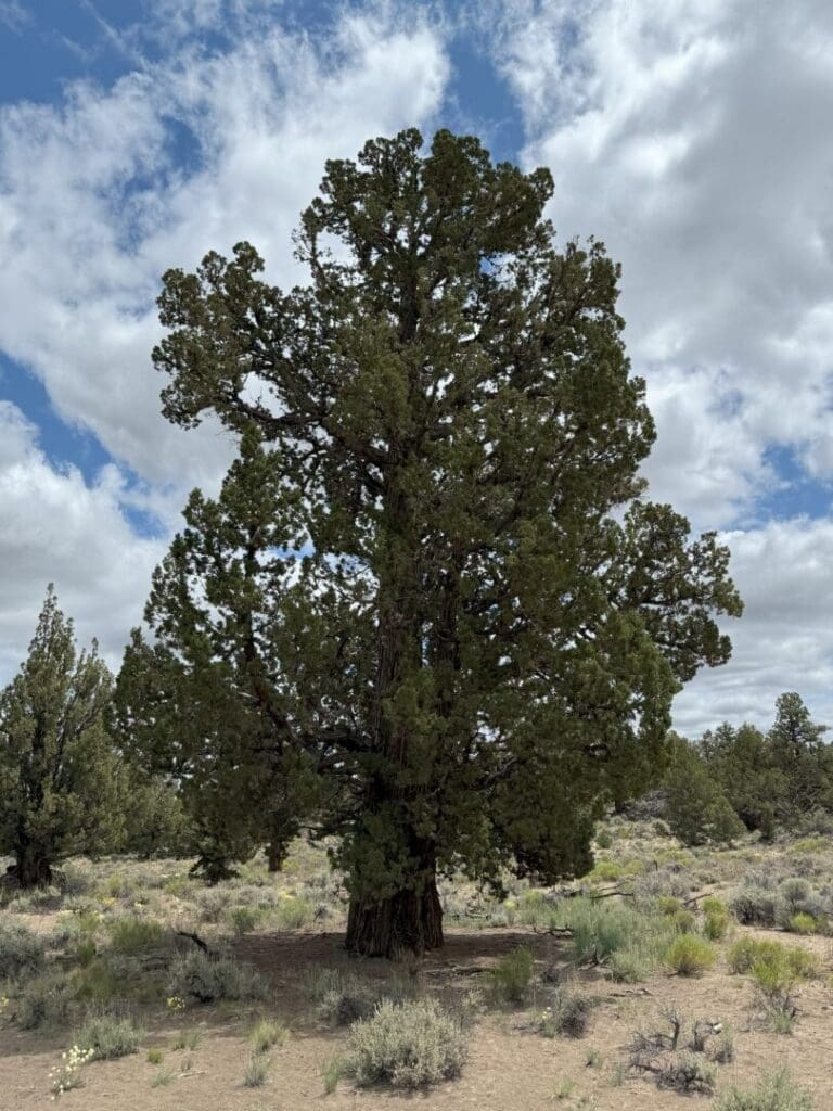 a Large Old Juniper Tree Stands Alone in a Dry Grassy Landscape Under a Partly Cloudy Sky Surrounded by Scattered Low Shrubs and Distant Smaller Trees the Sky is Blue with Patches of Thick White Clouds