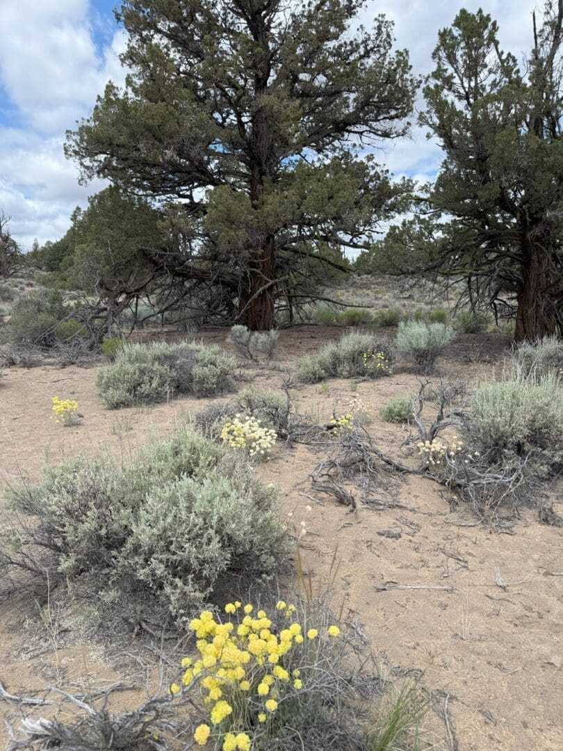 a High Desert Scene with Sandy Soil Scattered Sagebrush Patches of Small Yellow Wildflowers and Large Juniper Trees Under a Partly Cloudy Sky the Landscape Looks Dry and Sparsely Vegetated Typical of an Arid Environment