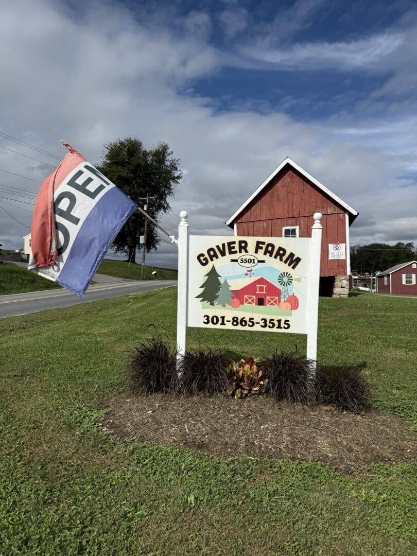 a White Sign with a Red Barn Illustration Reads Gaver Farm 301 865 3515 an Open Flag Flies Nearby the Gaver Farm Sign Stands on Grass Beside a Rural Road with a Red Barn and Green Fields Under a Partly Cloudy Sky in the Background