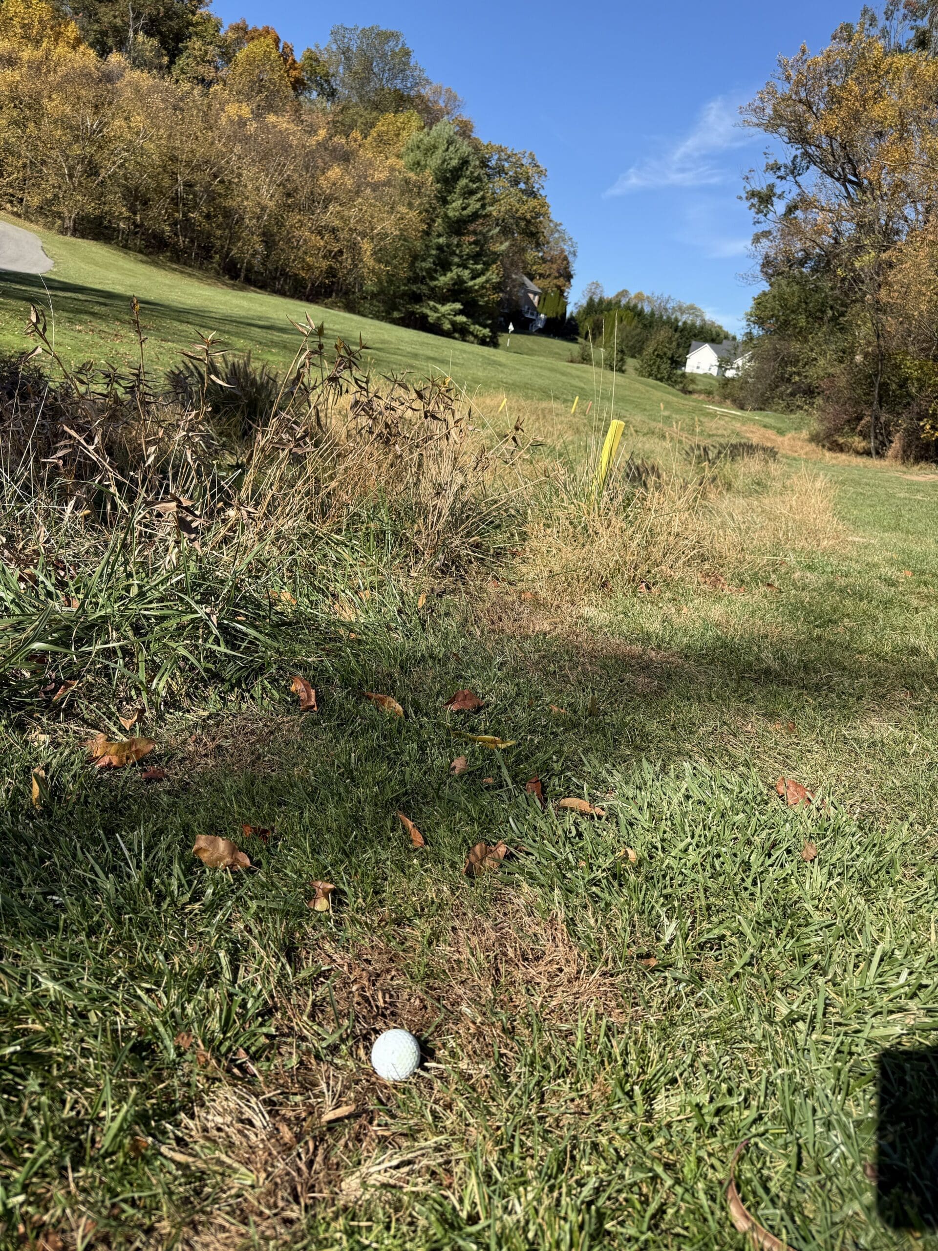a Golf Ball Sits in Tall Grass Near a Rough Patch at the Links at Challedon Surrounded by Fallen Leaves Behind a Sloping Hillside is Lined with Trees and Green Grass Under a Clear Sky a Yellow Stake Marks a Hazard on the Golf Course