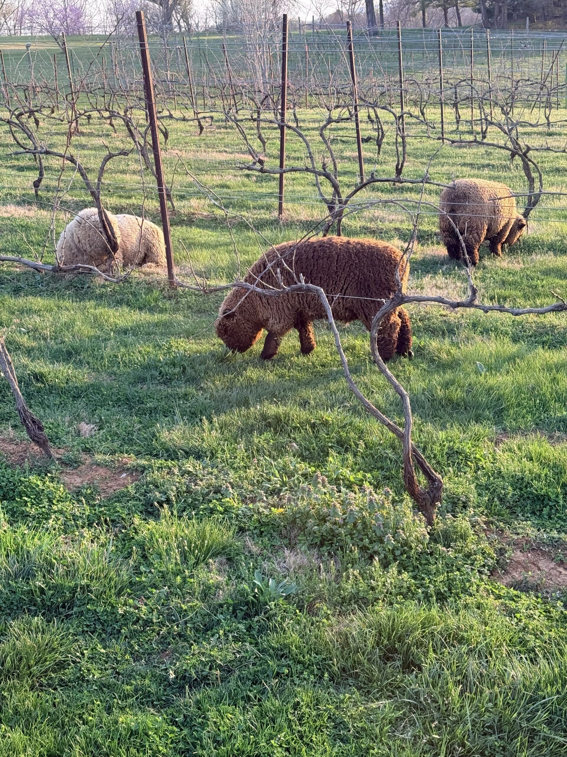 Three Brown Curly Fleeced Sheep Graze on Green Grass Between Leafless Grapevines at Orchid Cellar in Middletown Md Soft Sunlight Bathes the Gently Sloping Landscape with Trees and Open Sky Visible in the Background